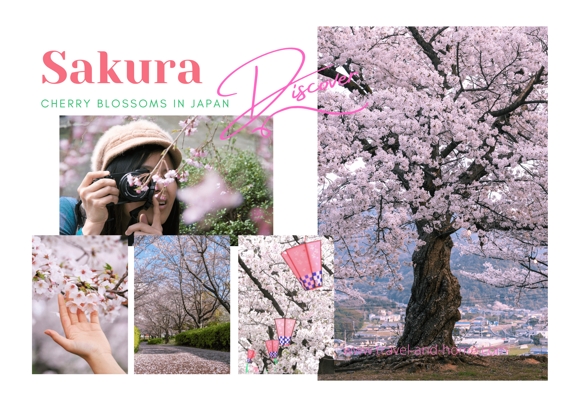 Cherry Blossoms Japan