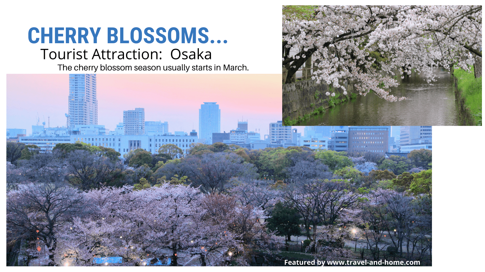 Cherry Blossoms in Osaka Japan