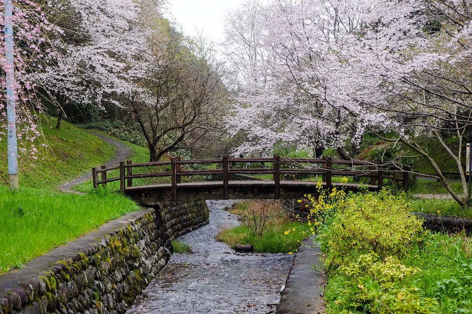 bridge with blossoms