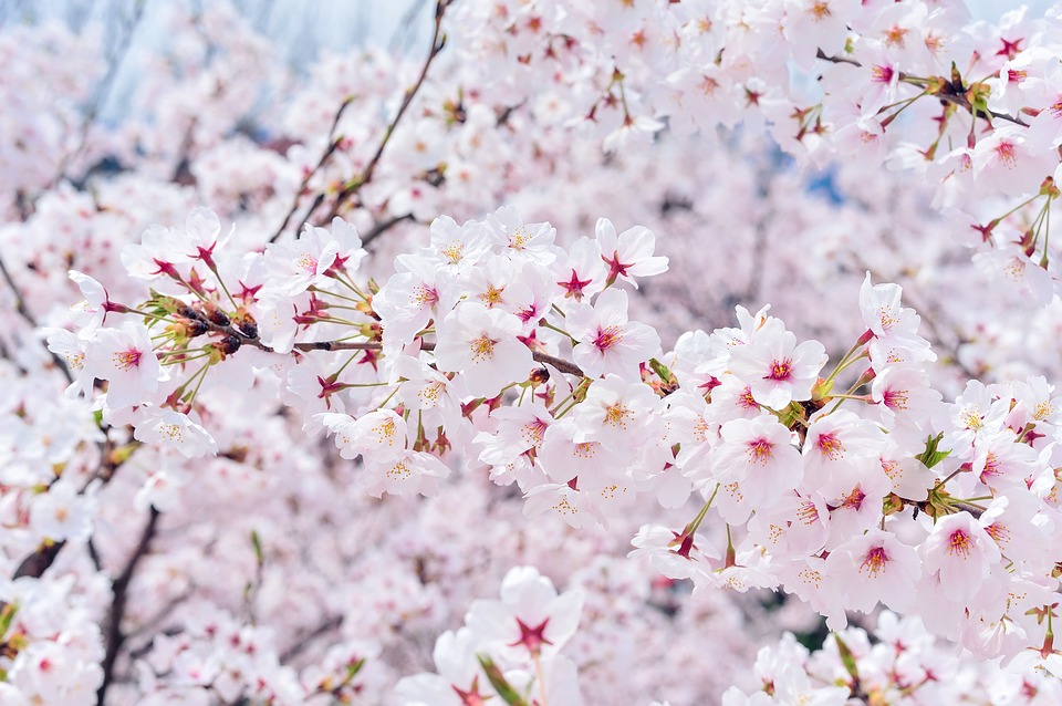 japan cherry blossoms 1