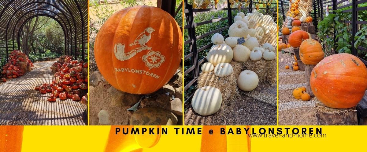 Pumpkins in early autumn at Babylonstoren Things to do in Cape Town