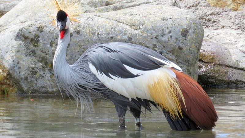 Grey Crowned Crane Uganda National Bird Crane