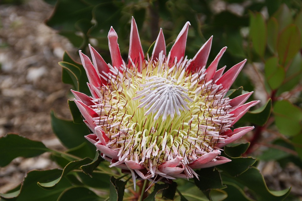 flowers, king protea rsa south africa