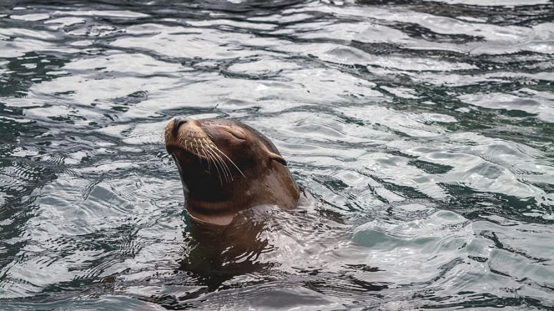 Central Park Zoo Seal swimming NYC