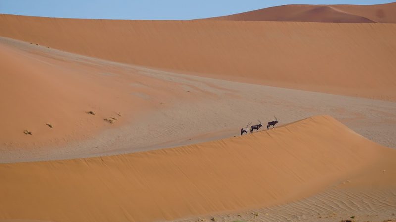 Namibia Desert wildlife Oryx Antilope Group Sossusvlei Dune