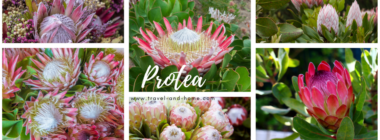 Beautiful Proteas of South Africa