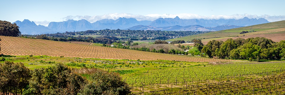 Durbanville Hills vineyards Western Cape South Africa winelands wine