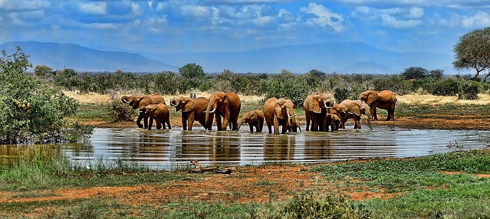 Elephant Watering Hole Safari Africa South Africa Safari Wildlife