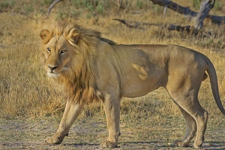 South Africa lion wildlife holiday travel kruger national park camp camping