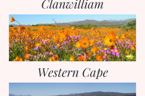 visit Clanwilliam where to stay accommodation wildflower season in the Western Cape Namaqualand