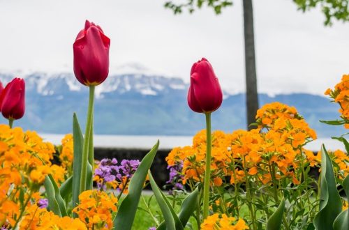Tulips and Flowers in Switzerland Where to see flowers in Switzerland What to do in Switzerland