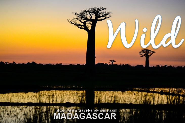Quote Wild Madagascar Travel friends
