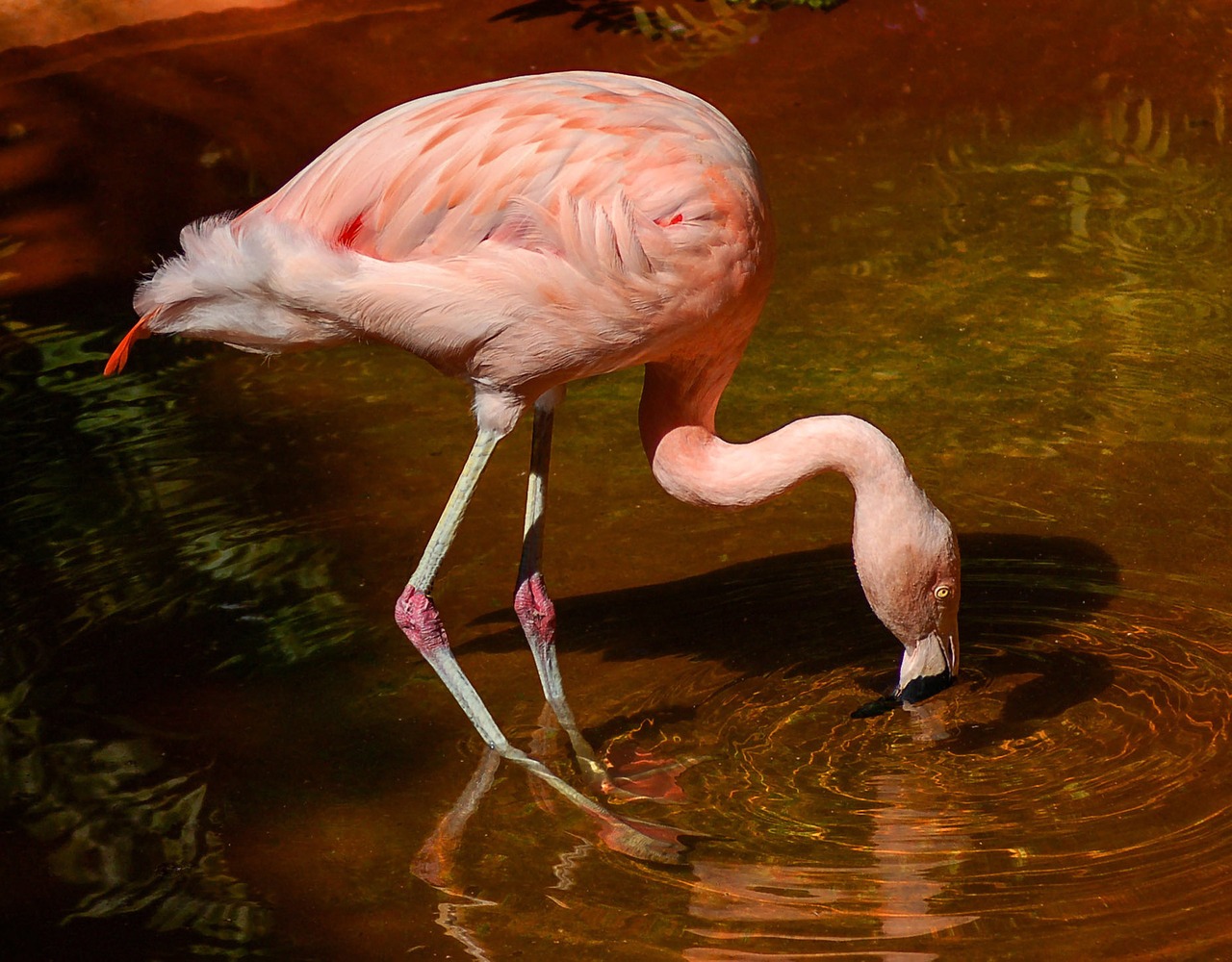 chilean flamingo species
