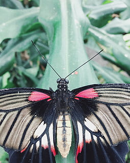 karlovy vary butterfly