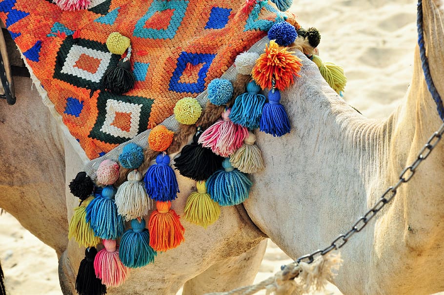 assorted colored knitted camel saddle egypt desert egyptian temple giza pyramids TravelBuddies TravelAndHome