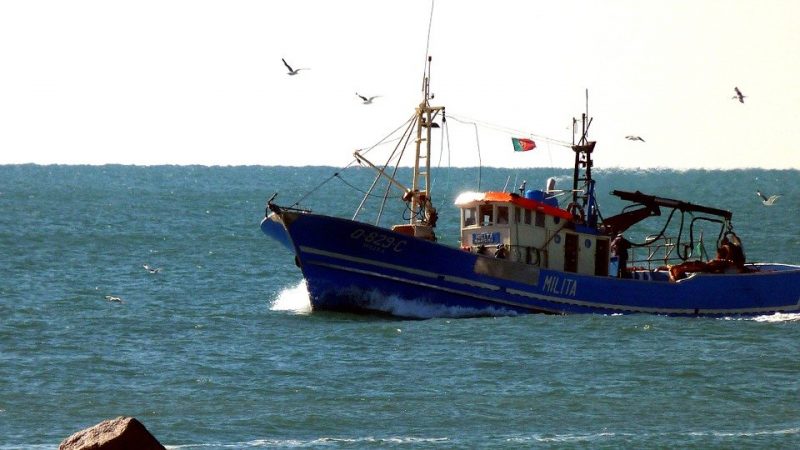 Fishing Boat Algarve Gulls Sea portugal travel and home