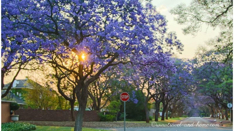 Sunrise, Jacaranda trees in Waterkloof Pretoria South Africa travel and home