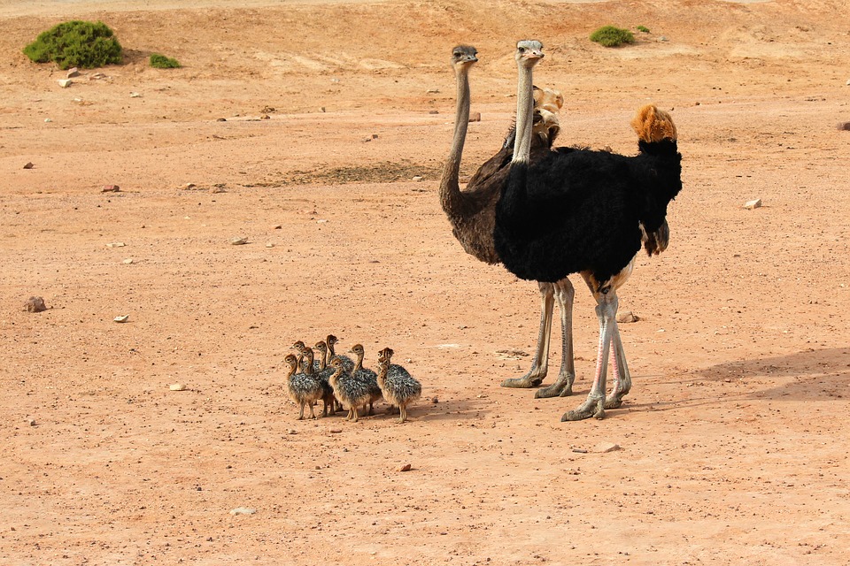 Ostrich Family in South Africa