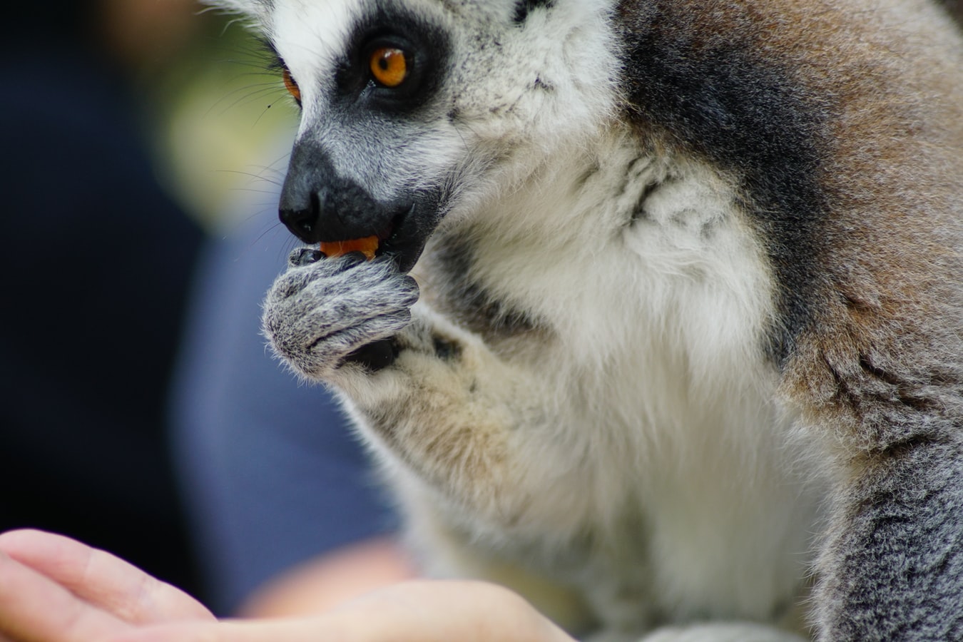 Feeding a Lemur