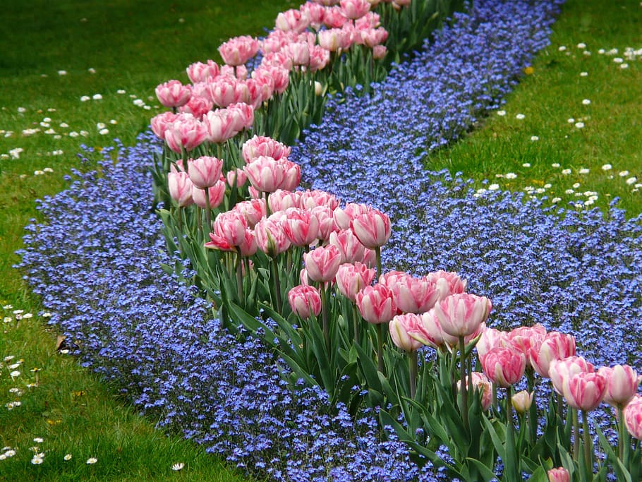 tulips with forget me nots