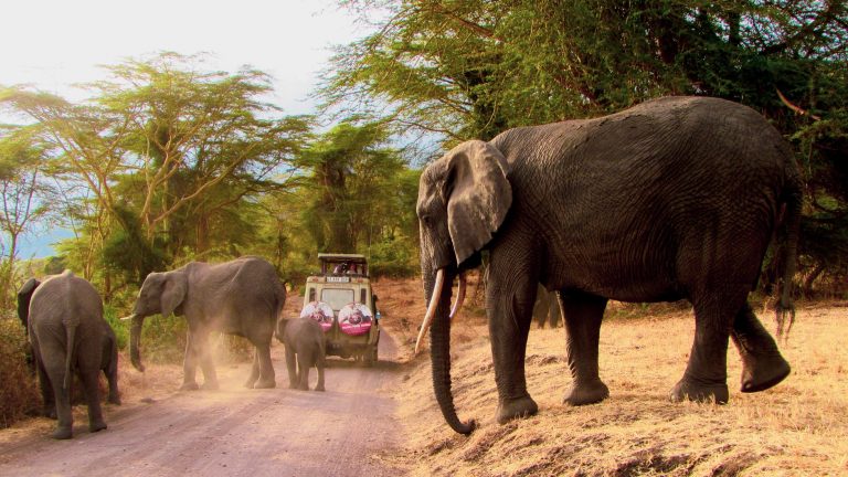 Ngorongoro Conservation Area Serengeti Tanzania travelandhome elephants