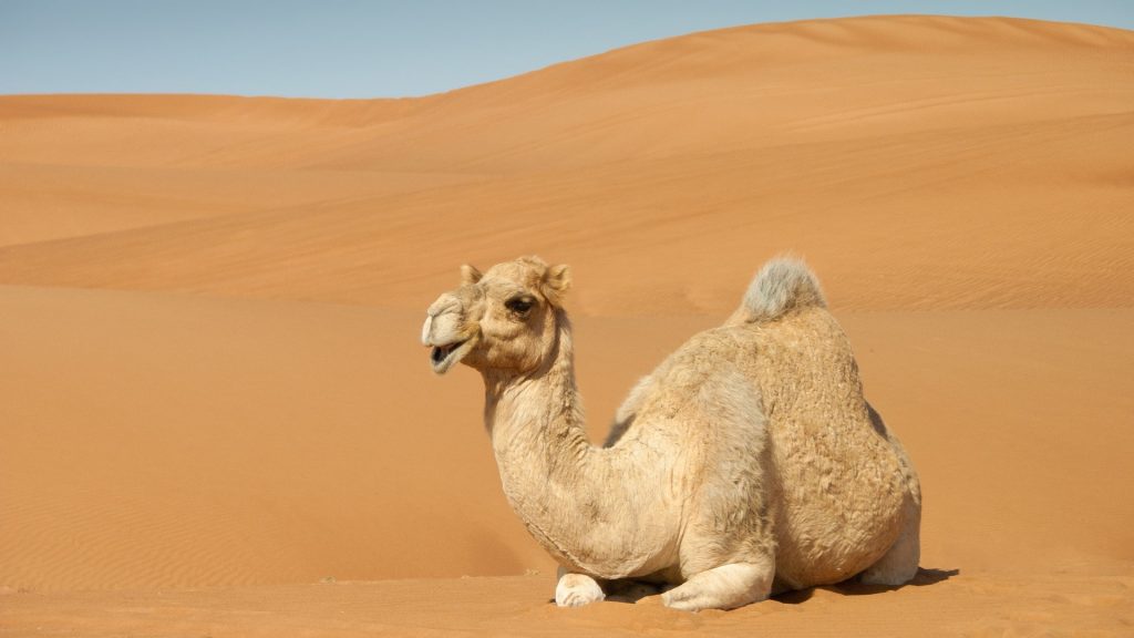 travelandhome Camel resting on sand dunes