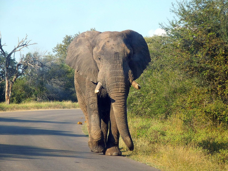 Kruger National Park Holidays