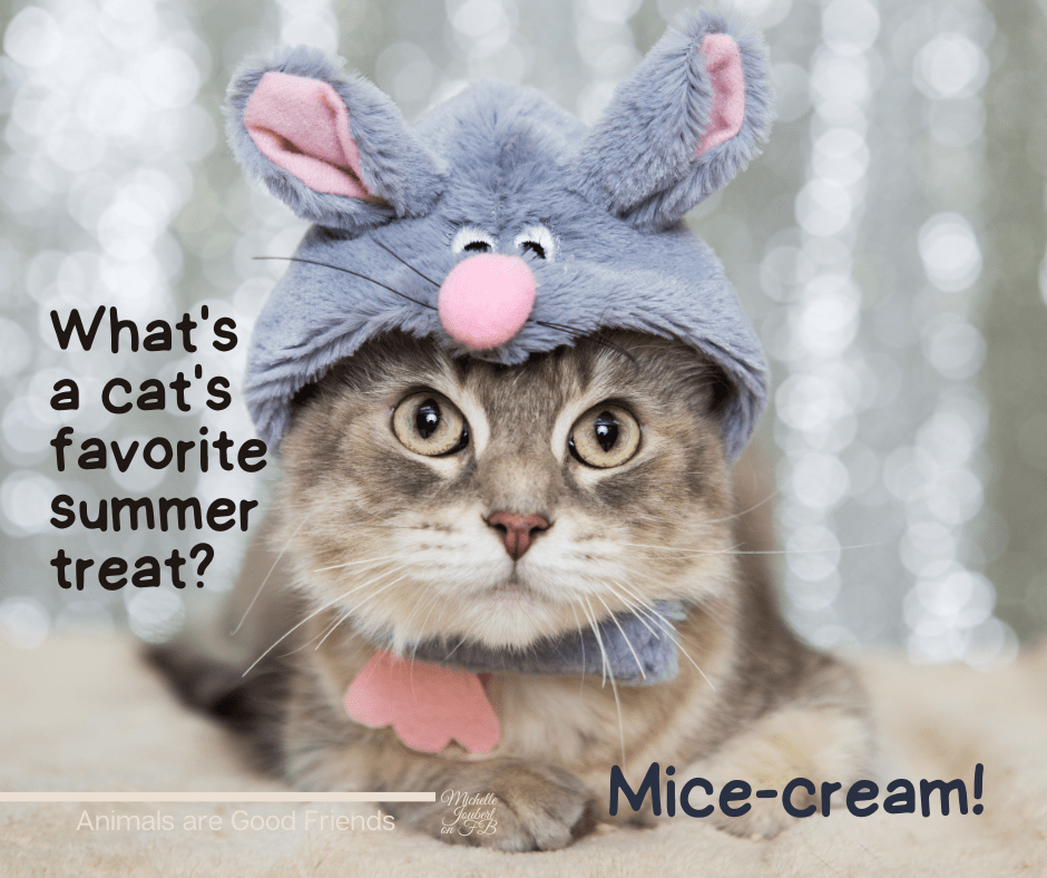 Funny cats sayings Whats a cats favorite summer treat min