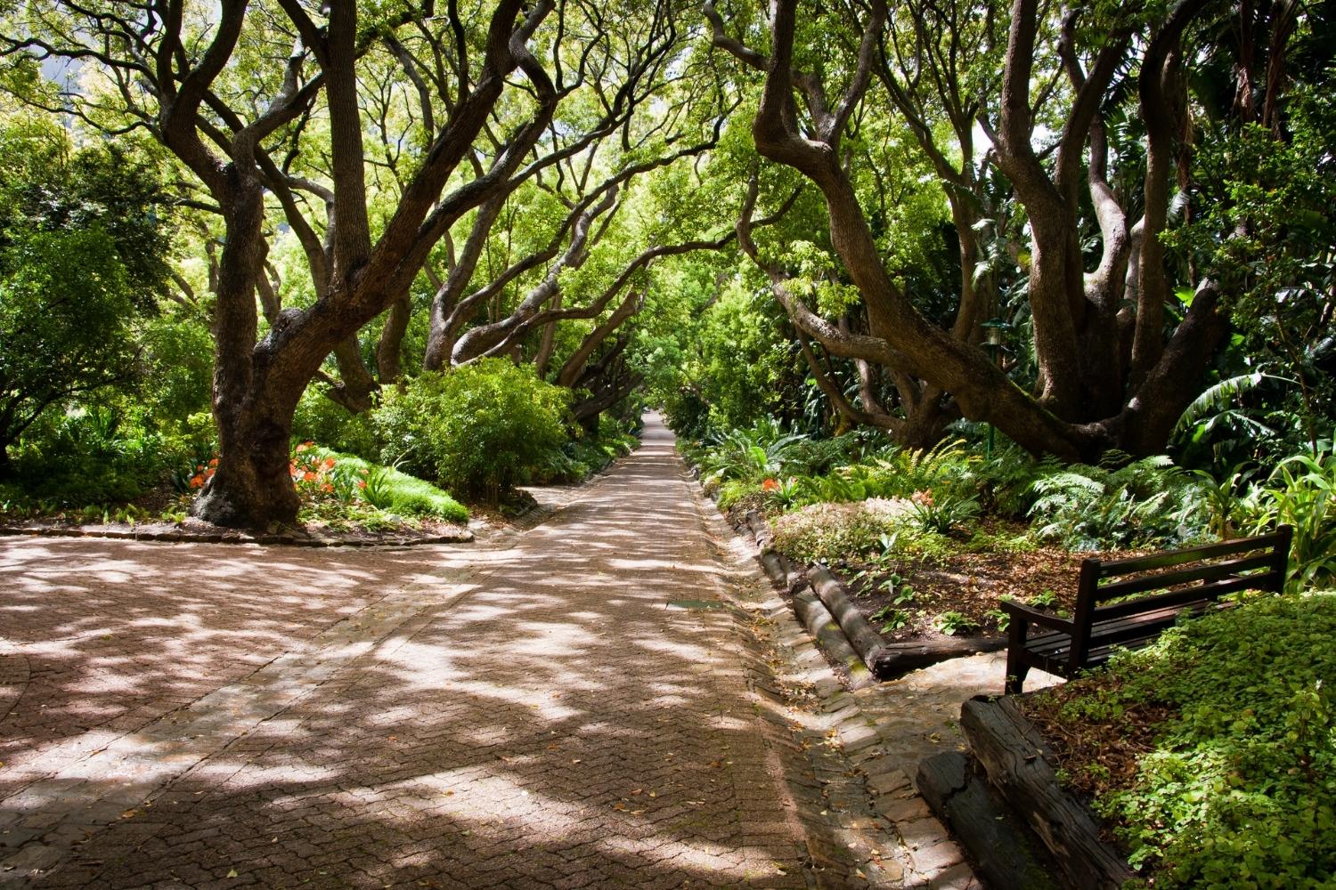 Kirstenbosch Gardens in Cape Town South Africa Beautiful places to visit