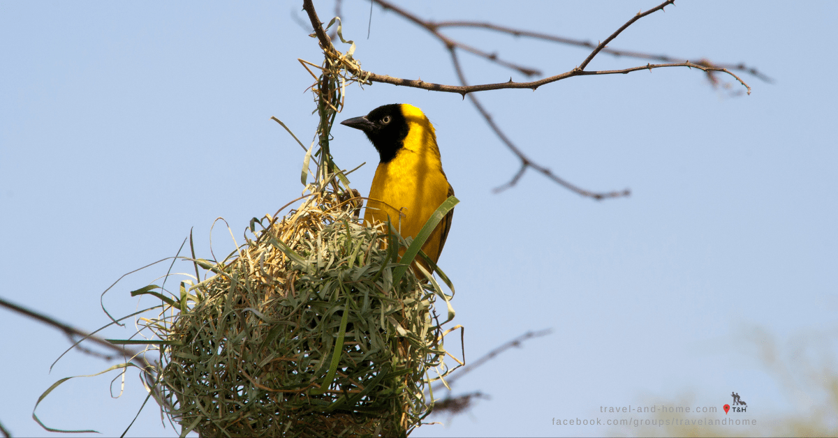 Lesser Masked Weaver North West Province South Africa nest
