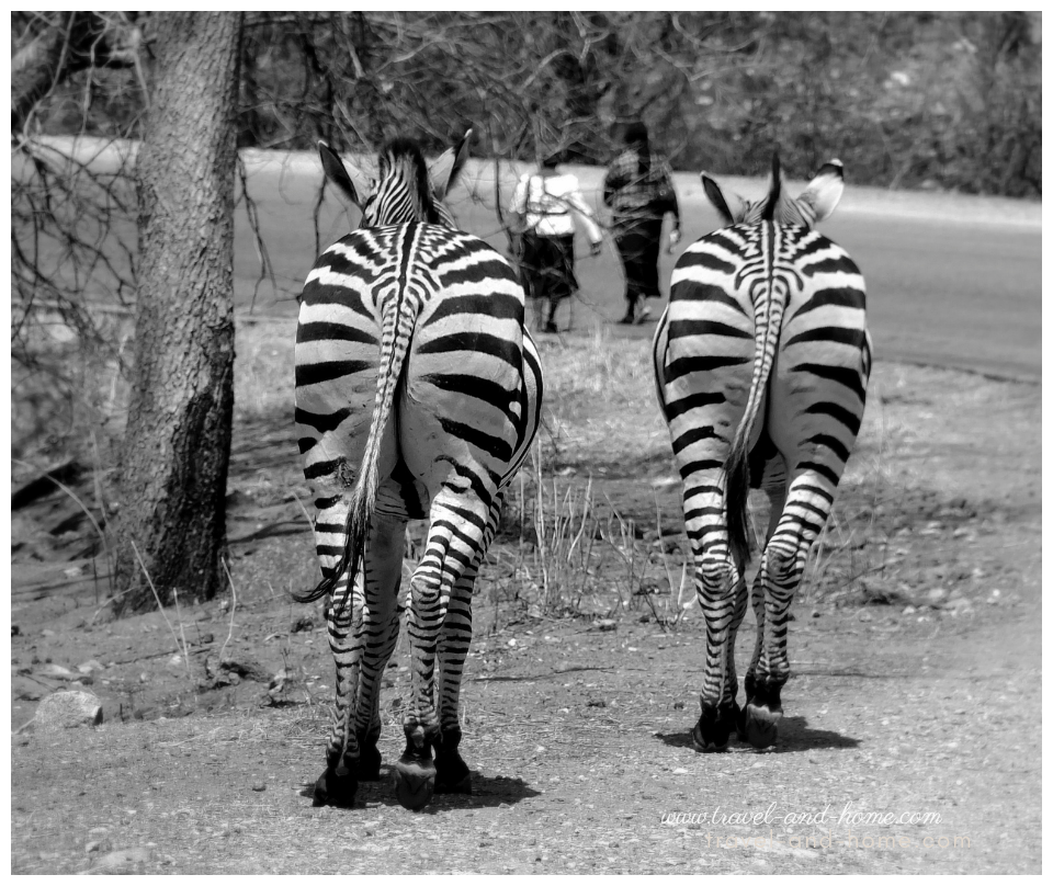 Matusadona Zimbabwe Zebras wildlife national park