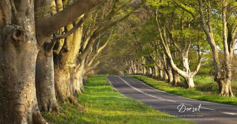 Dorset UK United Kingdom countryside road trees