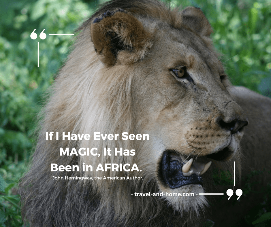 lion visit south africa wildlife