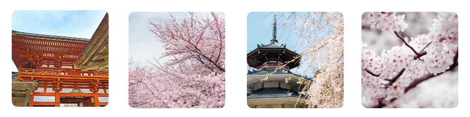 Yoshinoyama Cherry Blossoms