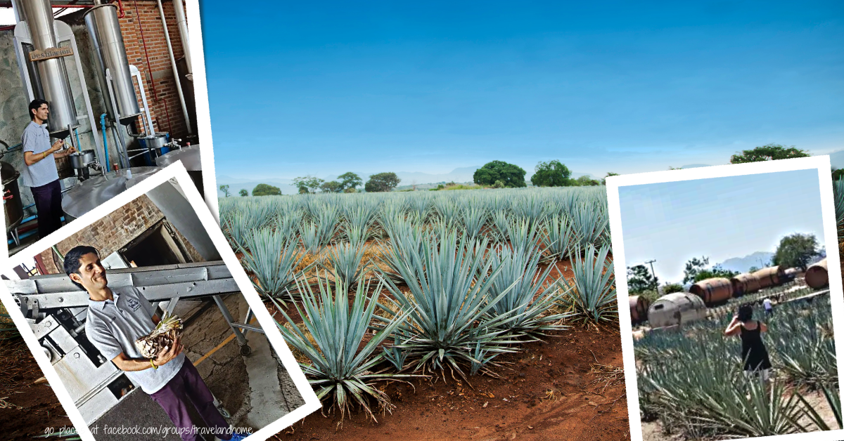Agave farm tequila made of cocktail recipe