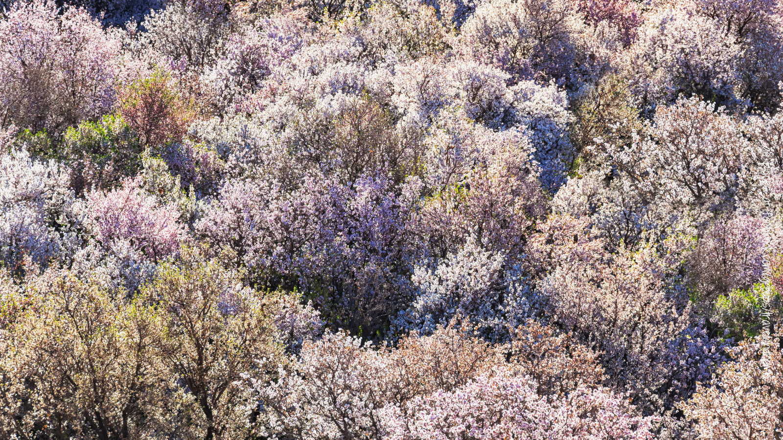 Almond trees in full blossom in the Ounila Valley Morocco flowers in bloom
