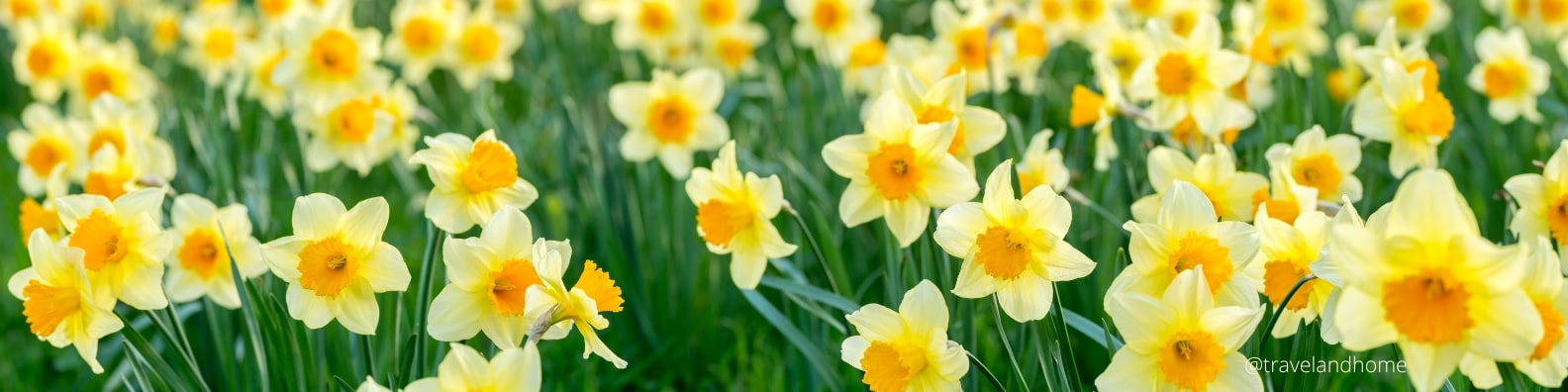 Best Spots for Spring Flowers Daffodils Keukenhof Netherlands travel and home min