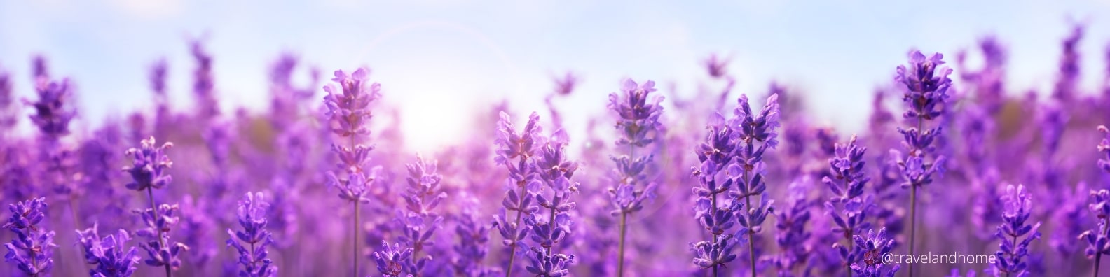 Best places and when to see lavender in full bloom travel and home min