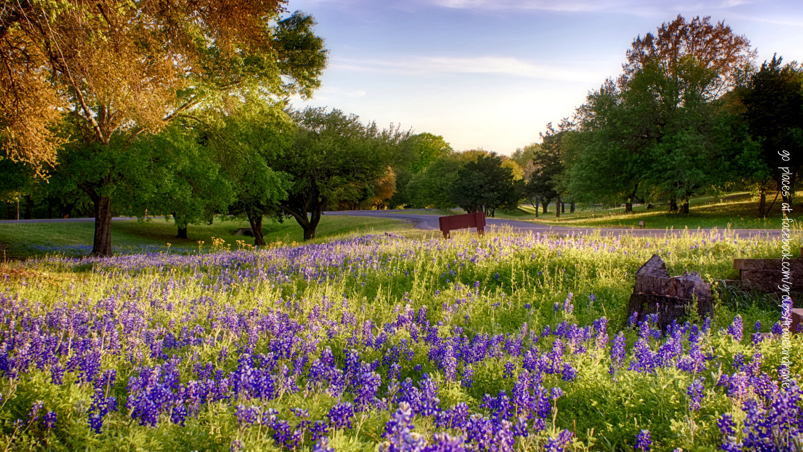 Bluebonnets Texas flowers in bloom
