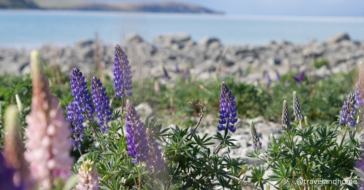 Bluebonnets in bloom at Lake Tekapo New Zealand travel and home min