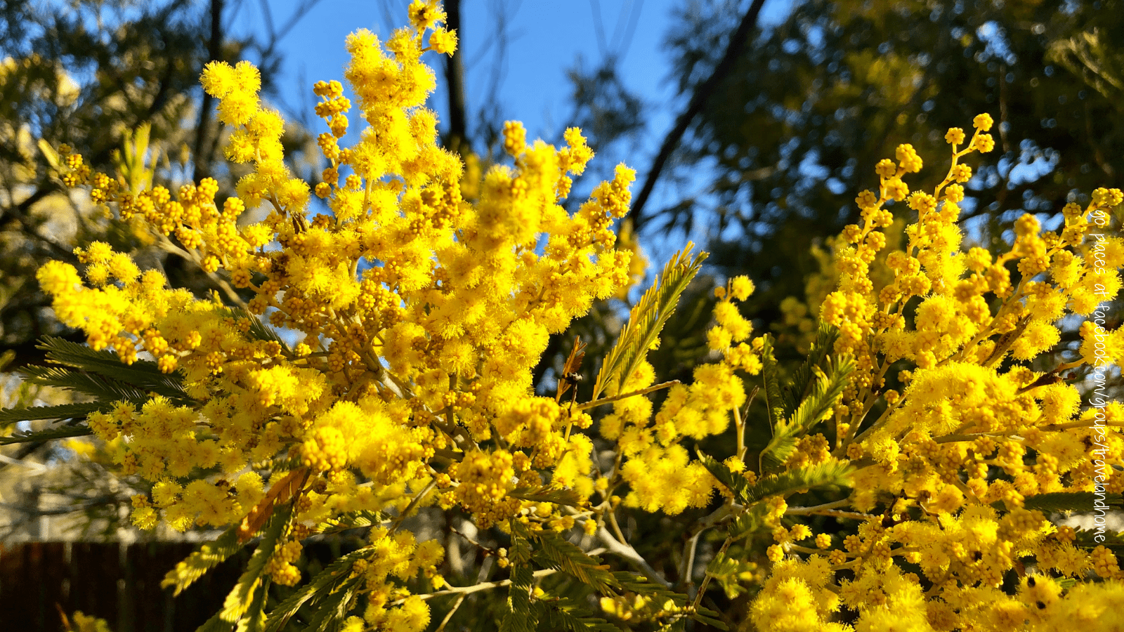 Golden Wattles Australia flowers in bloom