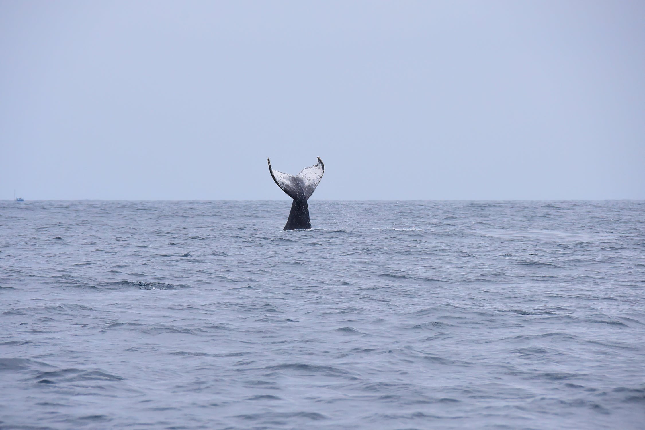 Whale Watching South African Experiences South Africa things to sightseeing