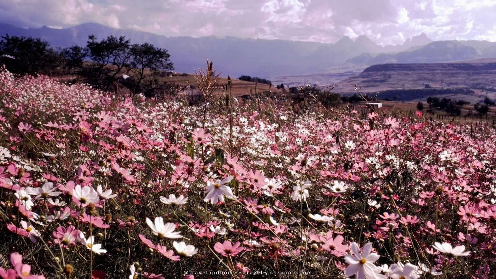Drakensberg Cosmos flowers April Hiking Best hikes trails South Africa min