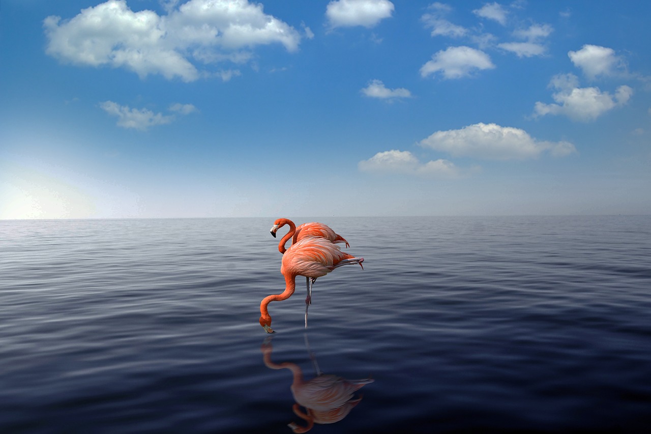 flamingo strand aruba