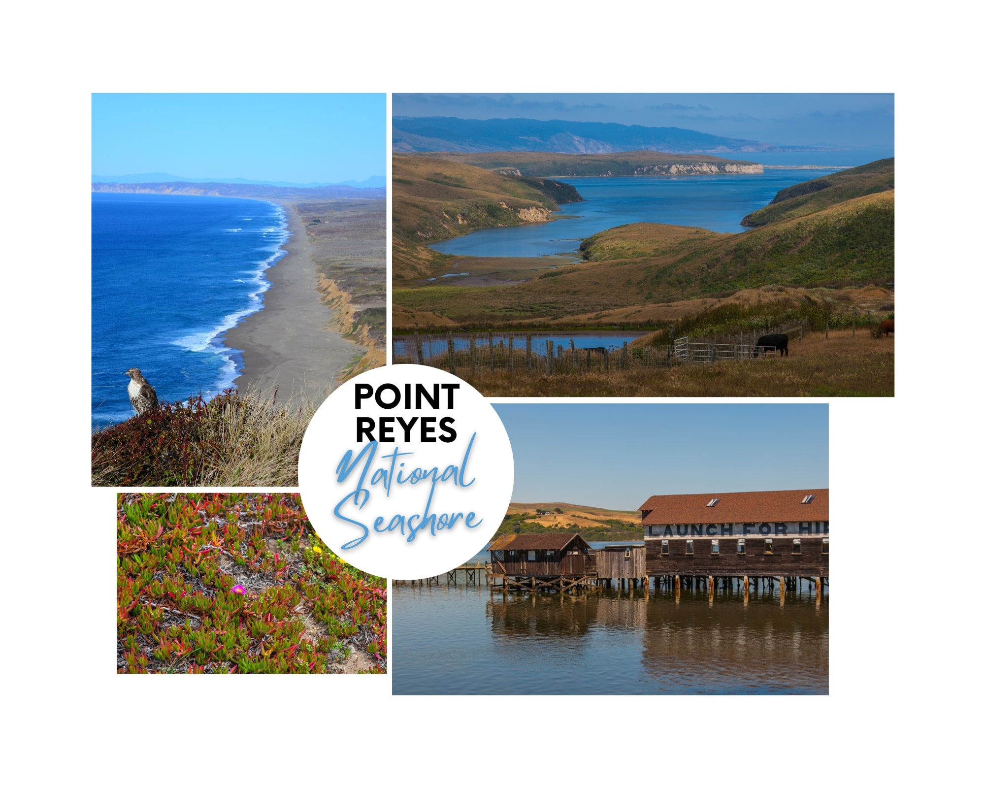 Most scenic San Francisco road trips Point Reyes National Seashore California travel and home min